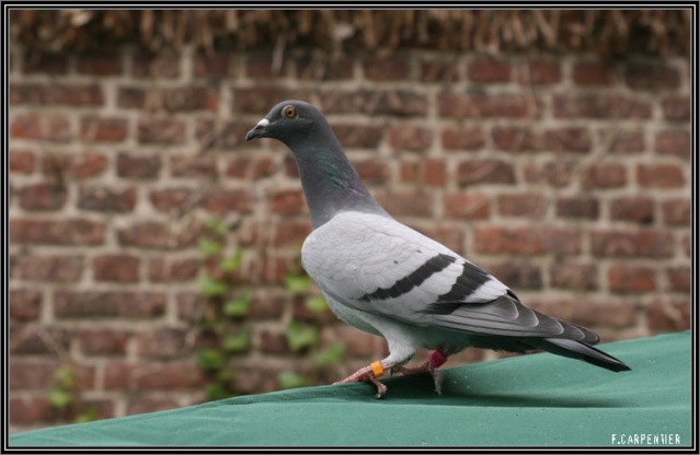 Pigeon Pigeon10