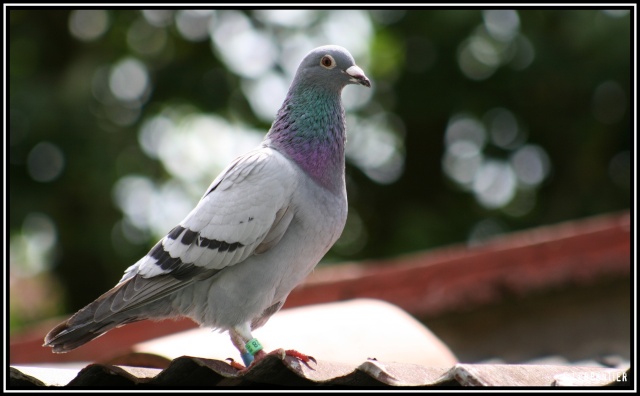Pigeon Pigeon11
