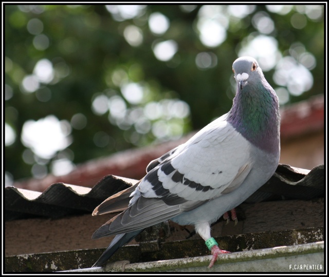 Pigeon Pigeon13