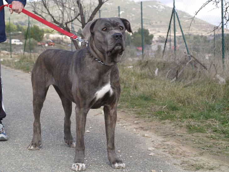 Le CANE CORSO (chien de cours italien) P2090318