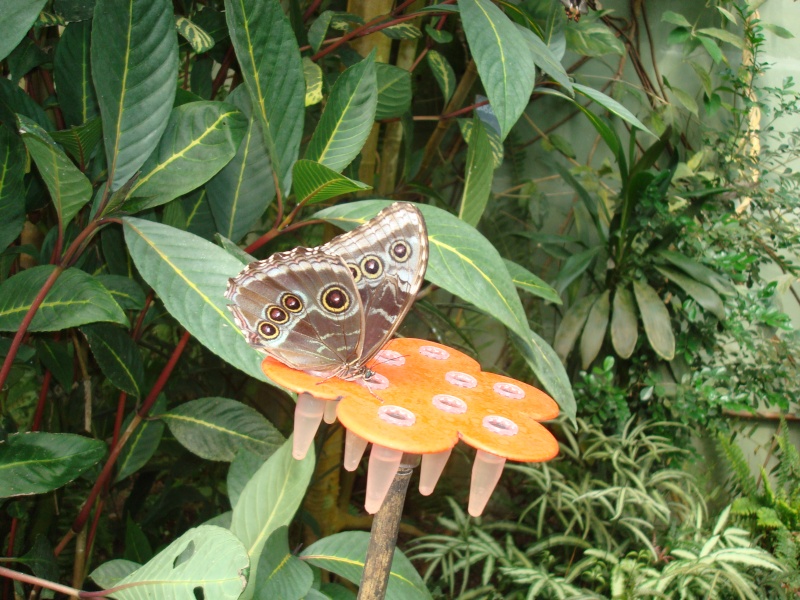 serre tropicale aux papillons (Honfleur) Dsc02519