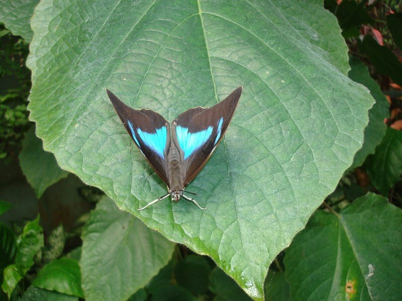 la serre aux papillons à Honfleur Dsc02533