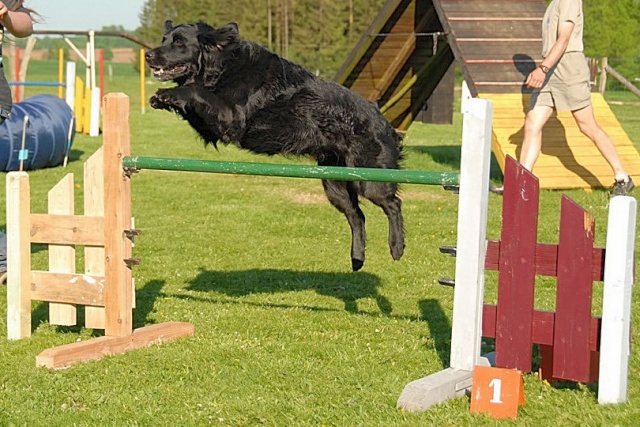 L'agility Bingo412