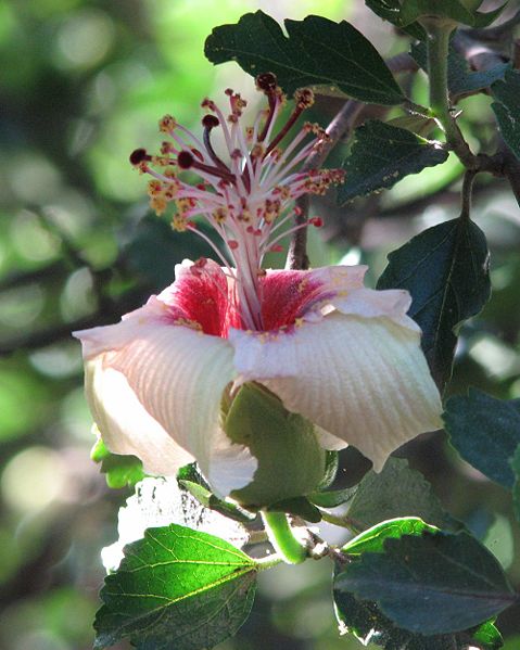 L'hibiscus (Famille des Malvaceae) 479px-10