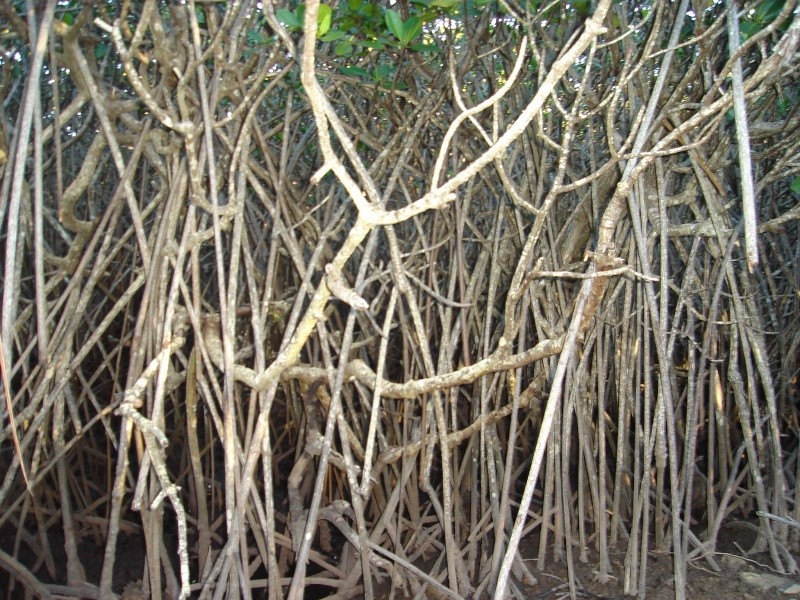 La Mangrove, un espace menac... Dsc08611