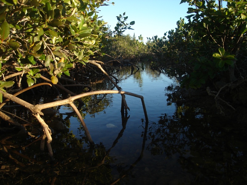 La Mangrove, un espace menac... Dsc08614
