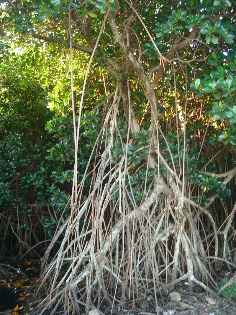 La Mangrove, un espace menac... Dsc08710