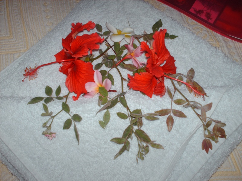 L'hibiscus (Famille des Malvaceae) Hpim3910