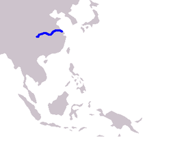 Le Dauphin du Yangzy (famille des Lipotidae) Jjjjjj10