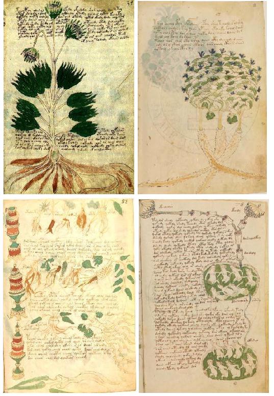 Manuscrit de Voynich 0310