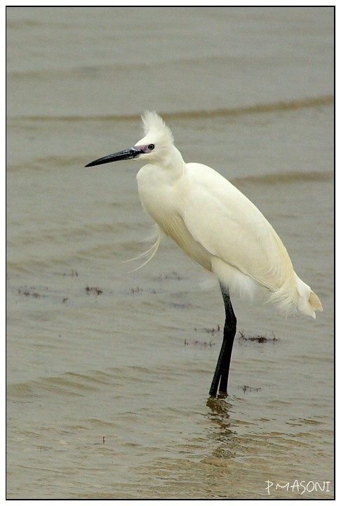 Aigrette Pma53711