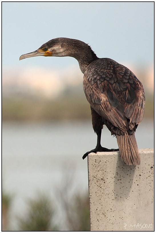Le grand cormoran Pma67110