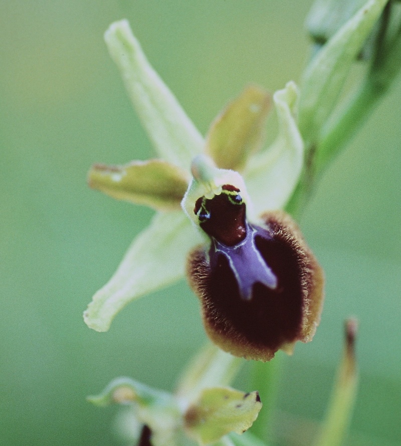 Ophrys argensonensis (Ophrys d'Argenson) Photos11