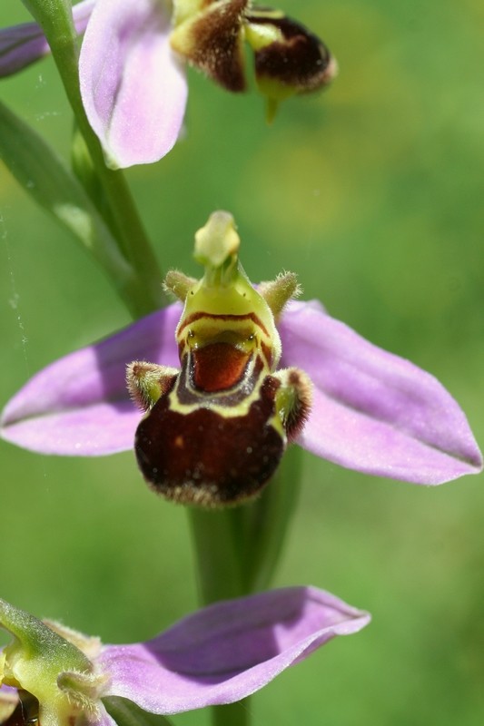 Ophrys apifera (Ophrys abeille ) Photos12