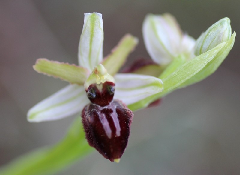 un ophrys à identifier X_110