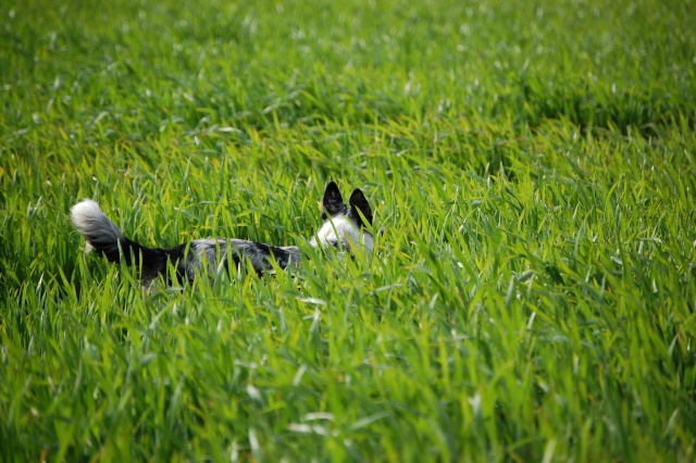 Dans les champs, entre copains Dsc_4542