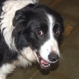 Santiago Border Collie mâle environ 7 ans (Belgique) Santia11