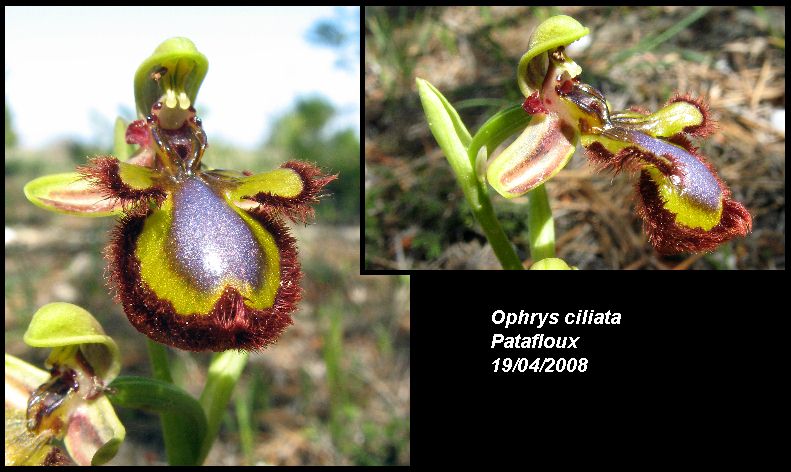 Ophrys speculum( Ophrys miroir ) Ciliat11