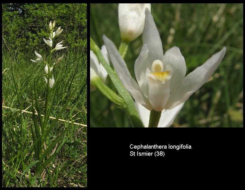 Cephalanthera longifolia(Céphalanthère à longues feuilles) Ens110