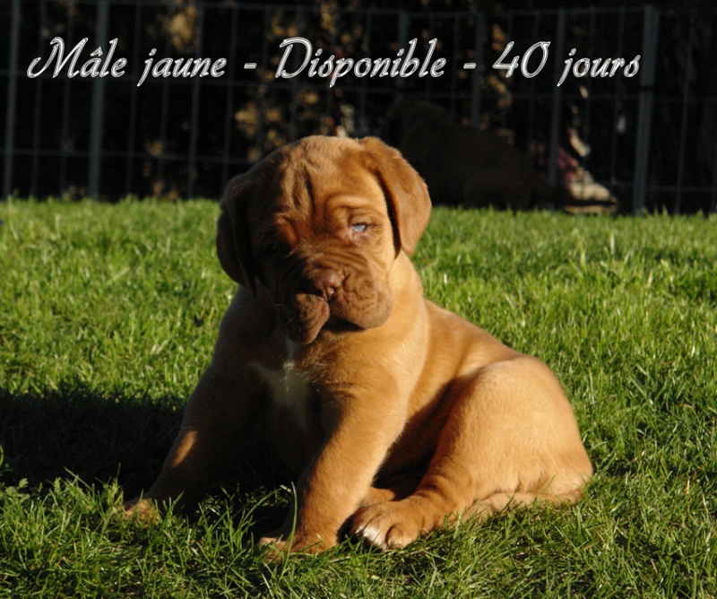 Naissance le 21/02/12 - 10 chiots - Dept 10  - Page 5 Jaune10