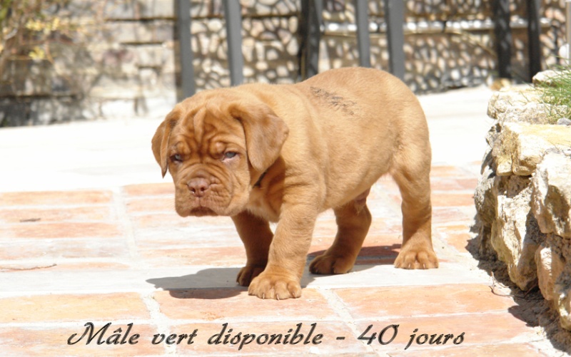 Naissance le 21/02/12 - 10 chiots - Dept 10  - Page 5 Vert10