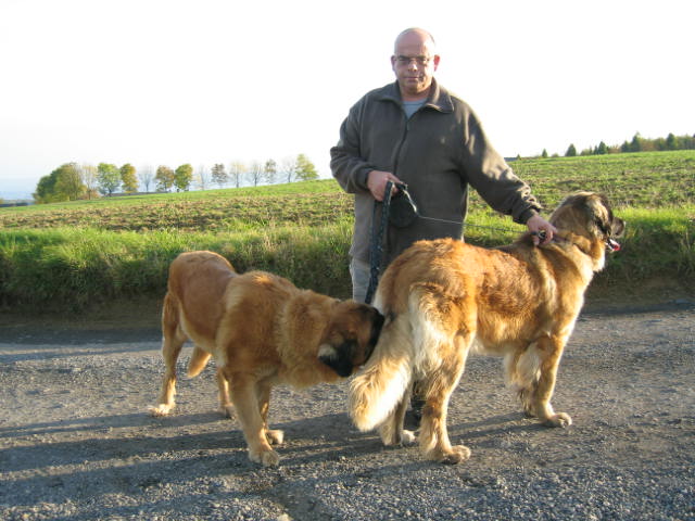 léonberg femelle en belgique 4ans pédigré St hubert - Page 2 2008-126