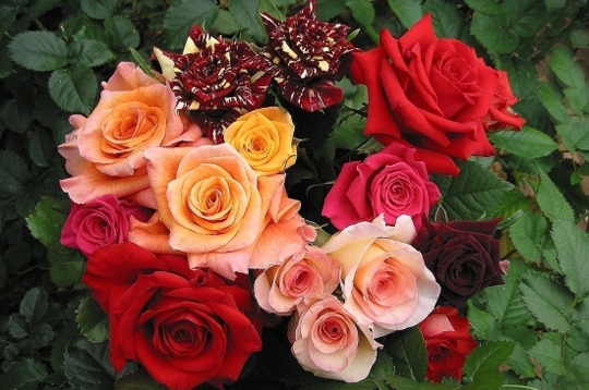 Beaux arrangements de fleurs 440010