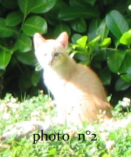 chatons 08 Chat210