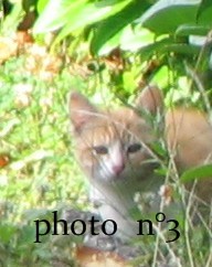chatons 08 Chat311