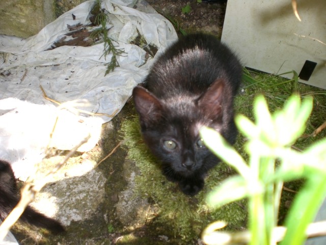 chatons 08 Pict0012