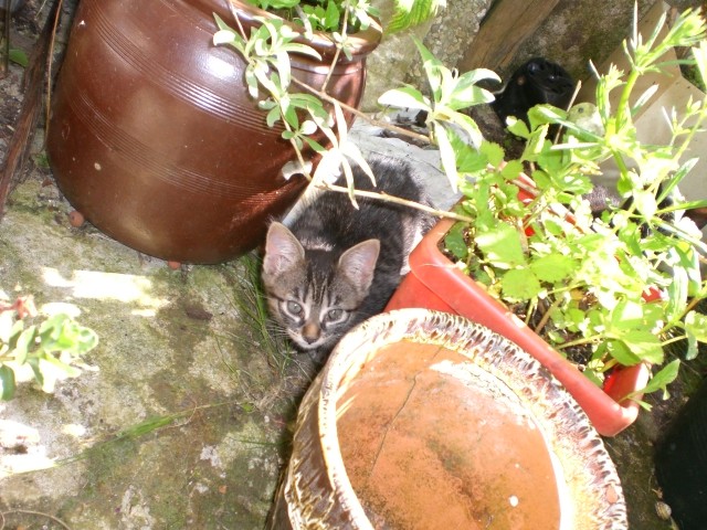 chatons 08 Pict0013