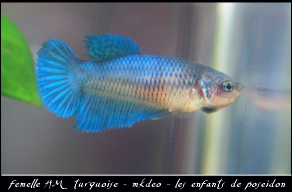 Bettas de mkdeo Hmturq10