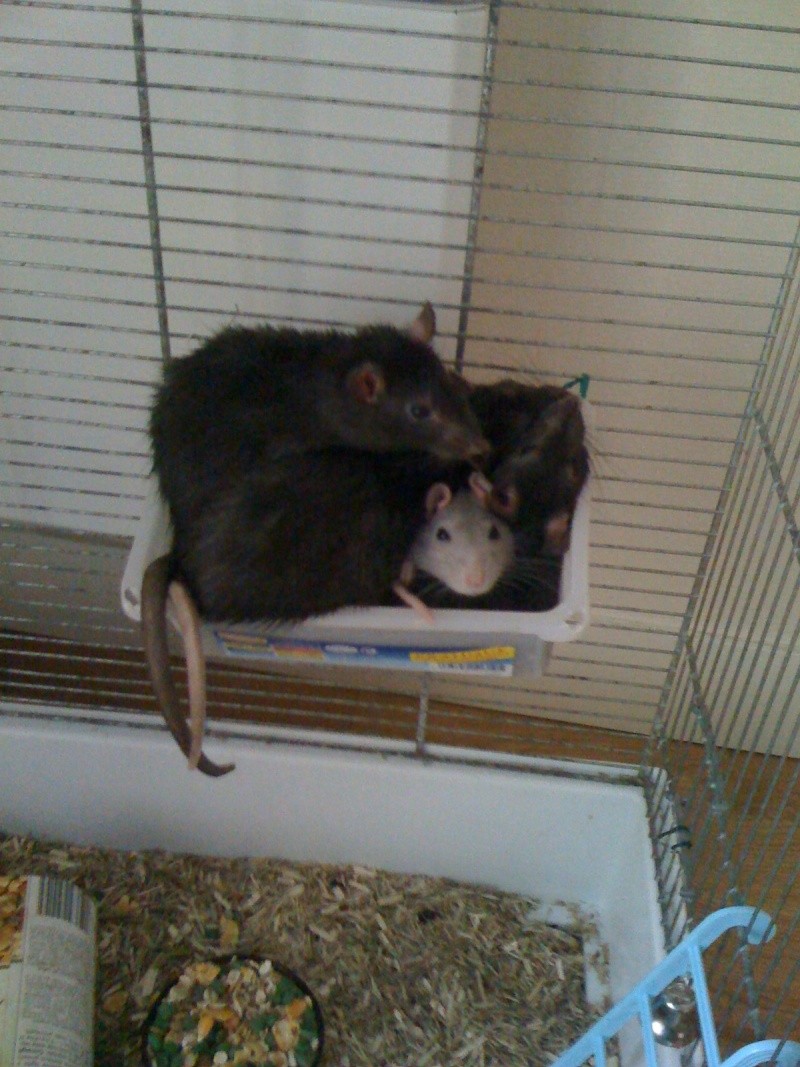 1O rats, 4 males et 6 femelles noir et bleue en RP 00910