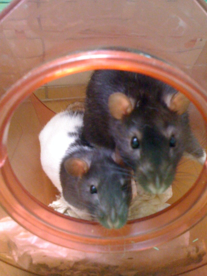 1O rats, 4 males et 6 femelles noir et bleue en RP 03111