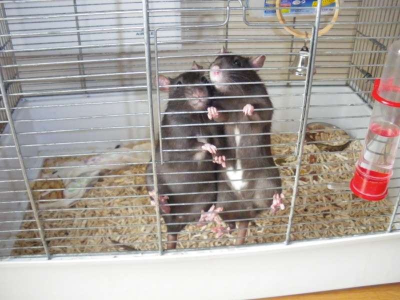 1O rats, 4 males et 6 femelles noir et bleue en RP Imgp0111