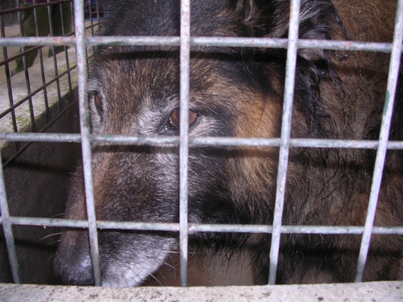 BLACKY Type Berger Belge Tervueren 13 ans SPA DE L'EURE à EVREUX (27) - Adopté !!! Spae_o15