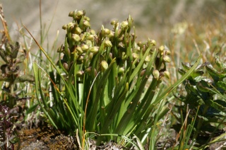 Chamorchis alpina  ( Orchis nain ) Chamor10