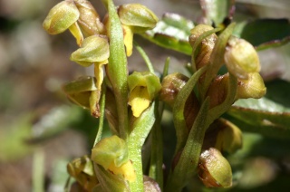 Chamorchis alpina  ( Orchis nain ) Chamor11