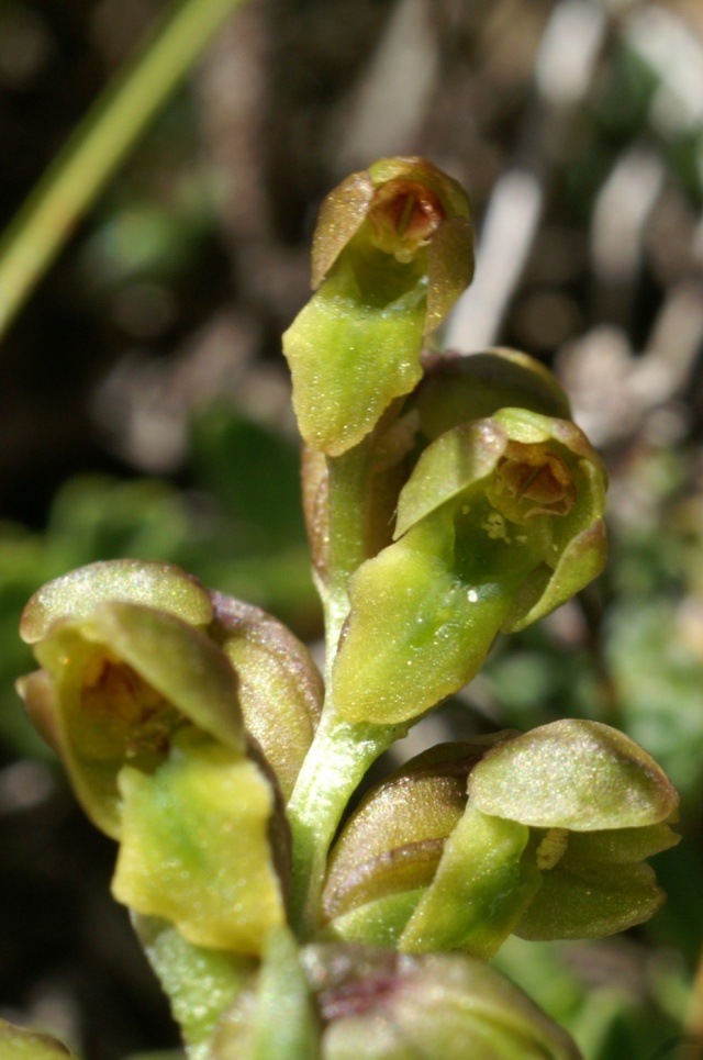 Chamorchis alpina  ( Orchis nain ) Mont_c10