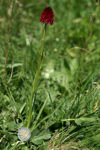 Gymnadenia ( Nigritella ) cenisia ( Nigritelle du Mt-Cenis ) Mont_c11
