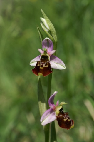 Ophrys fuciflora ( Ophrys frelon  ) Talus_21