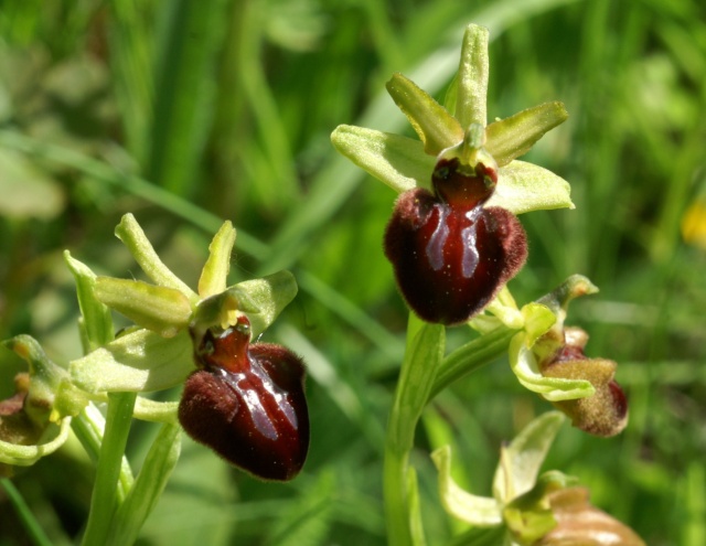 Ophrys aranifera ( = sphegodes , Ophrys araignée ) Talus_24