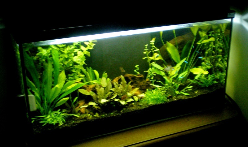 Mon premier aquarium amazonien - Page 3 Aqua_111