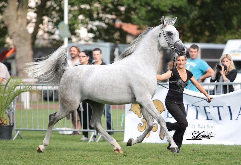 SHOW - VICHY - Championnat de France du cheval Arabe - Page 9 Vy_11_18