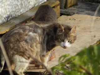 Balto, gris et blanc chez mme A Pic00015