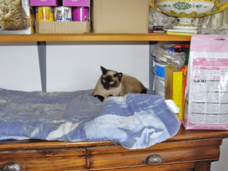 Chanel, chatte siamoise, 2 ans environ Pic00062