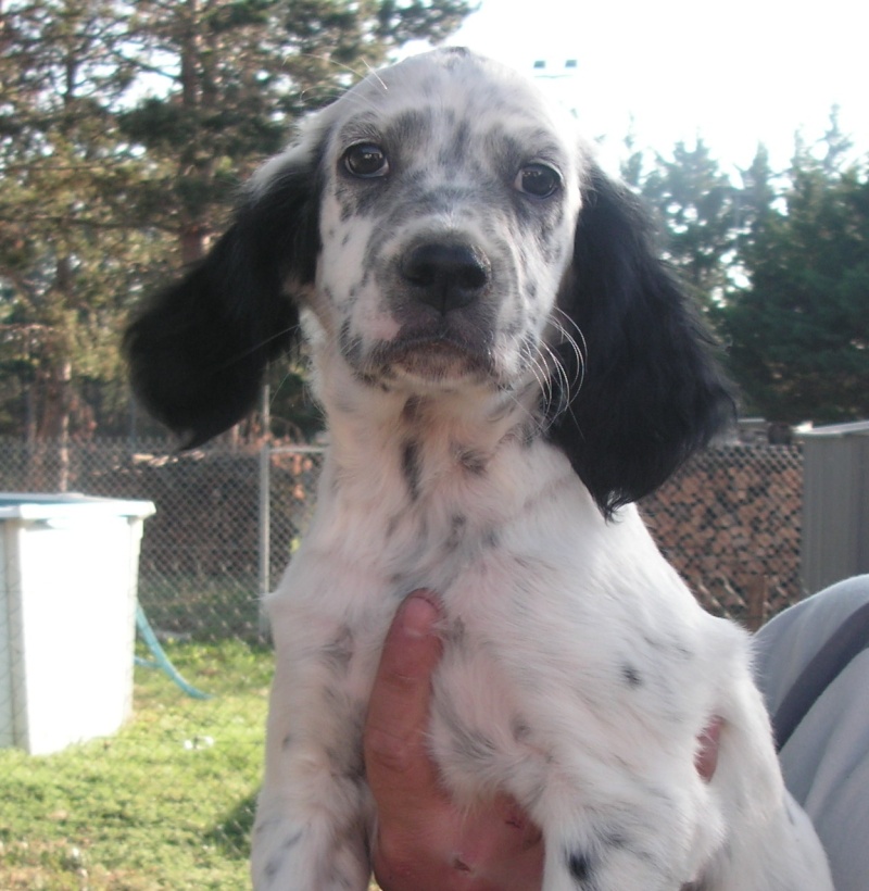 chiots setter anglais lof Pict0017