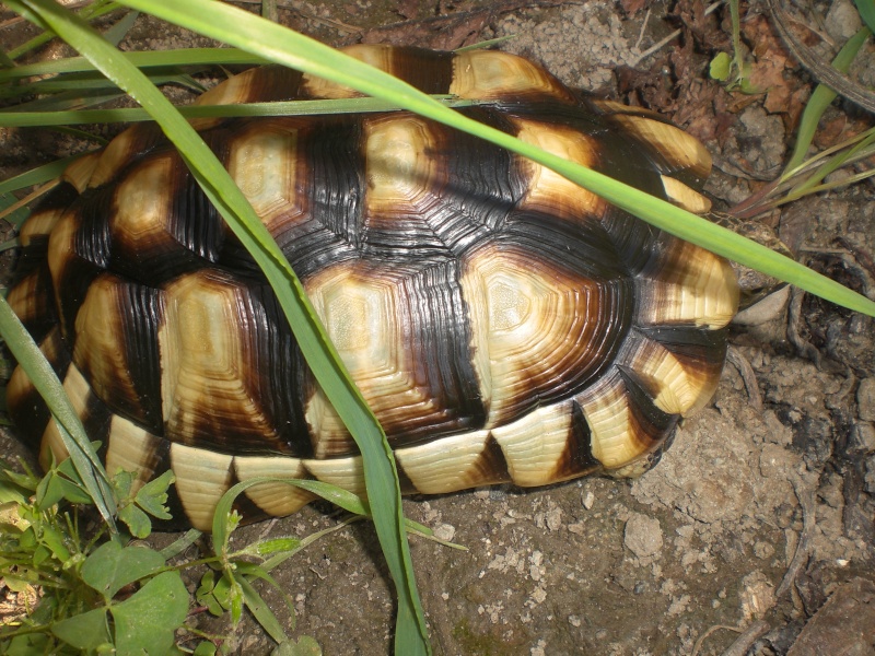 identification tortues de Caille - Page 4 Cimg0515