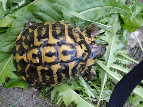 identification tortues de Caille - Page 3 Dsc03613