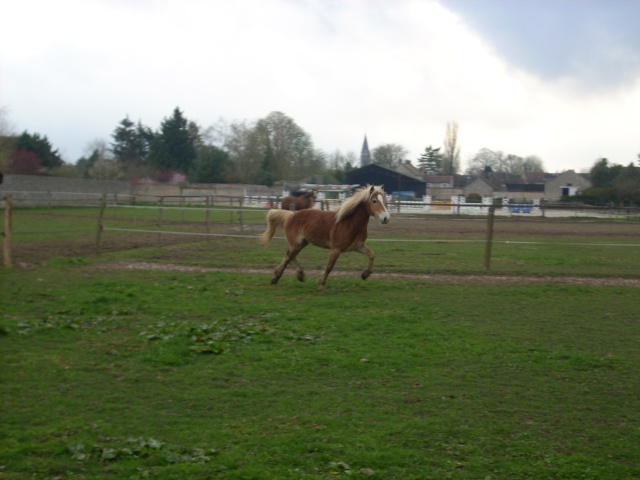 Matt Nath Voilac l'haflinger des Daltons... Dscn1912